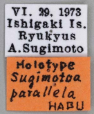 Sugimotoa parallela Habu, 1975: 79