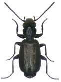 Syntomus foveatus (Geoffroy, 1785)
