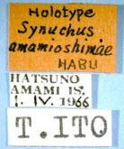 Synuchus amamioshimae Habu, 1978a: 392