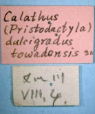 Synuchus callitheres towadensis (Habu, 1955)