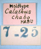 Synuchus chabo (Habu, 1955)
