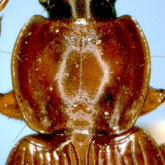 Synuchus fulvus Habu, 1978
