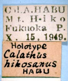 Synuchus hikosanus hikosanus (Habu, 1955)