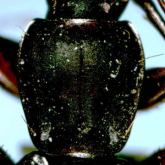 Synuchus macer Habu, 1978f: 50
