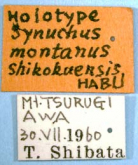 Synuchus montanus shikokuensis Habu, 1978a: 321