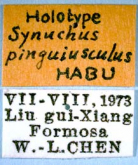 Synuchus pinguiusculus Habu, 1978f: 47
