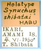 Synuchus (Synuchus) shibatai Habu, 1978a: 320