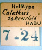 Synuchus takeuchii (Habu, 1955)