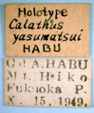 Synuchus yasumatsui (Habu, 1955)