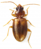Tachys (Paratachys) scitulus Leconte, 1848