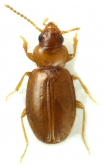 Tachys (Polyderis) laeva (Say, 1823)