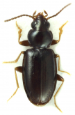 Tachys (Tachys) corax Leconte, 1852