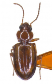 Tachys (Paratachys) gyotokuensis Tanaka, 1956