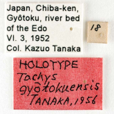 Tachys (Paratachys) gyotokuensis Tanaka, 1956 (Label)