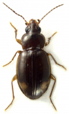 Tachys (incertae) mulwalensis Sloane, 1900