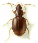 Tachyura (Tachylopha) leleupi (Basilewsky In Basilewsky & Straneo, 1950)