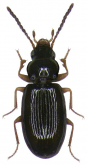 Elaphropus (Tachyura) parvula (Dejean, 1831)