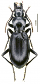 Taphoxenus (Lychnifugus) sahendensis (Morvan, 1981)