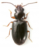Tasmanitachoides sp.