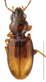 Tasmanitachoides angulicollis Baehr, 1990