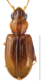 Tasmanitachoides baehri Maddison & Porch, 2021