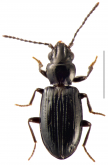 Tasmanitachoides erwini Maddison & Porch, 2021
