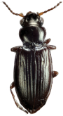 Tasmanitachoides glabellus Baehr, 2001