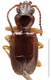 Tasmanitachoides hendrichi Baehr, 2008