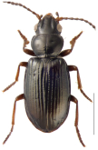 Tasmanitachoides hobarti (Blackburn, 1901)