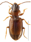 Tasmanitachoides kingi (Darlington, 1962)