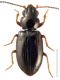 Tasmanitachoides leai Sloane, 1896