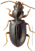 Tasmanitachoides lutus (Darlington, 1962)