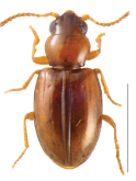 Tasmanitachoides wilsoni (Sloane, 1921)