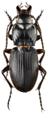 Teratotarsa minor Peringuey, 1926