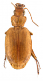 Tetragonoderus (Crossonychus) pallidus G.Horn, 1868
