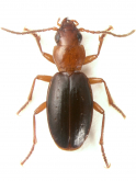 Thalassotrechus barbarae (G.Horn, 1892)