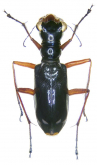 Therates labiatus (Fabricius, 1801)
