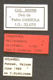 Thopeutica (Wallacedela) hirofumii (Cassola, 1991)