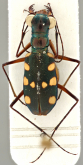 Thopeutica (Thopeutica) naja Cassola & Brzoska, 2008