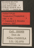 Thopeutica (Thopeutica) naja Cassola & Brzoska, 2008