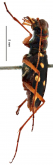 Thopeutica (Thopeutica) sawadai Cassola, 1991