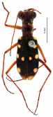 Thopeutica (Thopeutica) sawadai Cassola, 1991