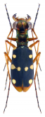 Thopeutica (Thopeutica) sawadai Cassola, 1991