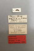 Thopeutica (Thopeutica) sawadai Cassola, 1991