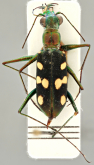 Thopeutica (Thopeutica) toraja Cassola, 1991