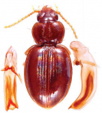 Trechepaphiopsis unisetosa (Deuve, 2004)