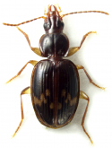 Trechiella subornatella (Blackburn, 1901)