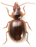 Trechinotus flavocinctus Jeannel, 1962