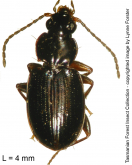Trechobembix baldiensis (Blackburn, 1894)