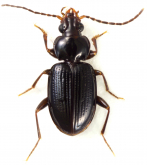 Trechobembix baldiensis baldiensis